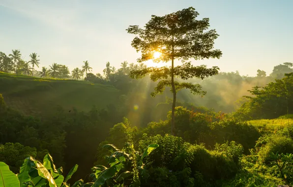 Picture greens, forest, fog, tropics, palm trees, tree, dawn, vegetation, morning, Bali
