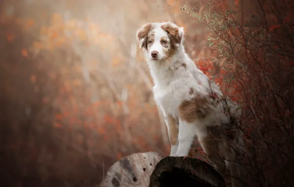 Picture autumn, look, branches, pose, dog, puppy, log, is, Aussie