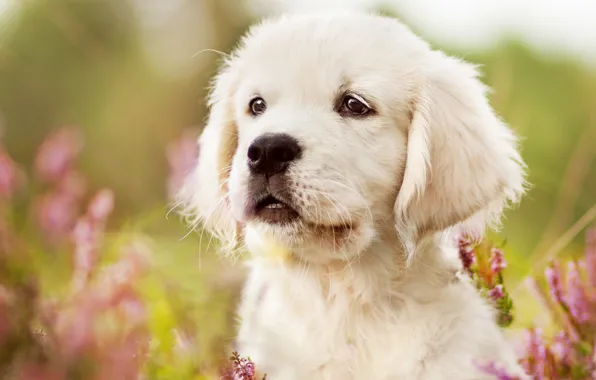 Picture white, look, face, flowers, close-up, nature, background, portrait, dog, meadow, puppy, Labrador, Golden, Retriever