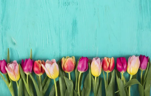 Picture flowers, colorful, tulips, pink, pink, flowers, tulips, spring, purple