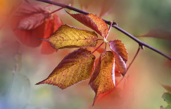 Picture autumn, foliage, branch, the colors of autumn, bokeh, elm, autumn leaves, an elm