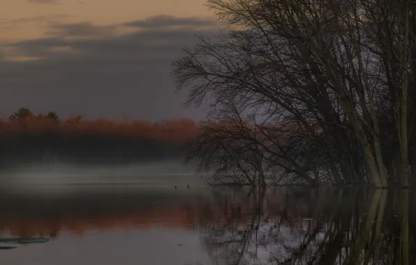 Picture autumn, trees, branches, fog, shore, duck, twilight, pond