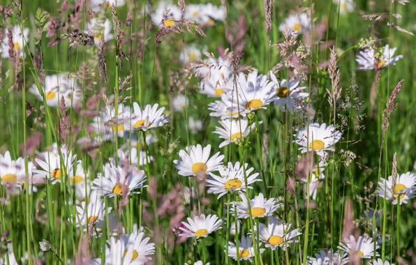 Picture flowers, chamomile, spikelets, meadow, white, chamomile field