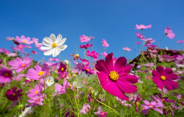Picture field, summer, the sky, the sun, flowers, colorful, meadow, summer, pink, field, pink, flowers, cosmos, …