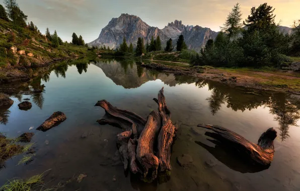 Picture forest, mountains, lake, reflection, rocks, ate, pond, Bank, logs, driftwood