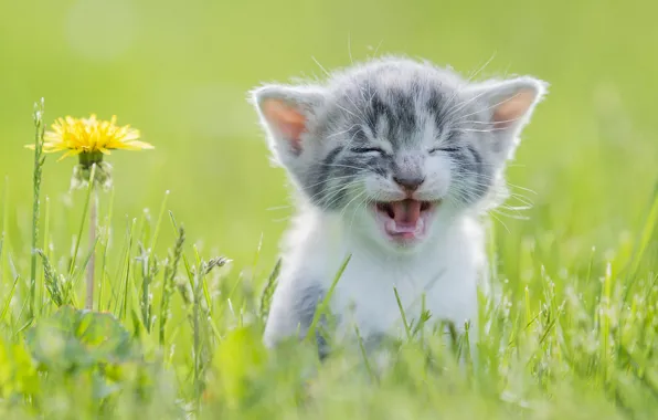 Picture cat, flower, grass, kitty, dandelion, face, meows