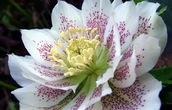 Picture white, flower, macro, petals, hellebore, Helleborus