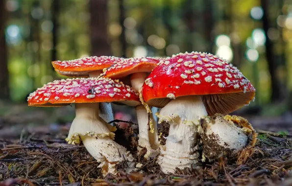 Picture forest, nature, mushrooms, Amanita, company, needles, bokeh, family