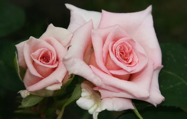 Picture roses, pair, pink