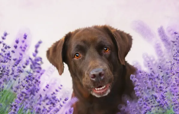 Picture flowers, background, each, dog