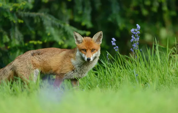 Picture greens, forest, summer, grass, look, flowers, branches, nature, glade, ate, muzzle, Fox, red, walk, Fox
