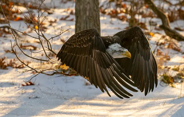 Picture winter, snow, flight, branches, bird, eagle, predatory, bald eagle