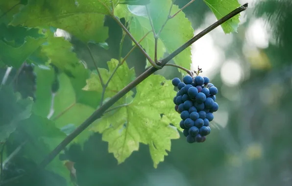 Picture leaves, blue, nature, grapes, bokeh, blurred background, bunch of grapes