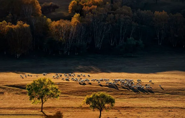 Picture field, autumn, forest, light, trees, sheep, pasture, the herd, flock, a flock of sheep