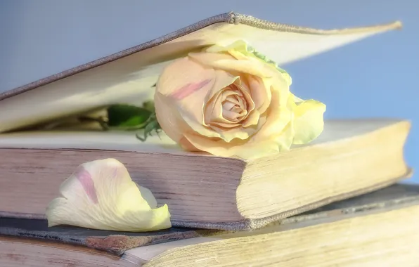 Picture rose, petal, book