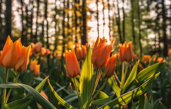 Picture light, flowers, Park, tulips, orange