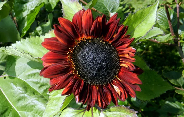 Picture flower, sunflower, brown