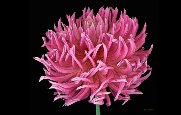Picture pink, black background, Dahlia