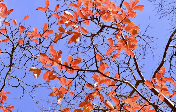 Picture autumn, the sky, leaves, branches