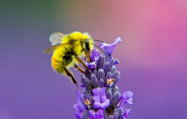 Picture flower, nature, bee