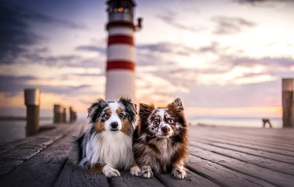 Picture dogs, lighthouse, friends