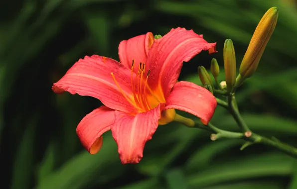 Picture flower, leaves, the dark background, Lily, garden, red, buds, daylilies