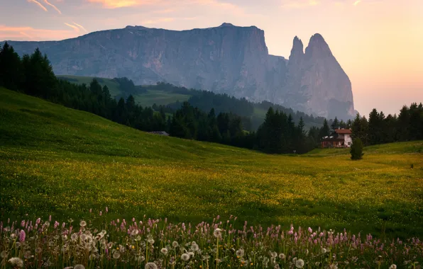 Picture field, flowers, mountains, Alps, house
