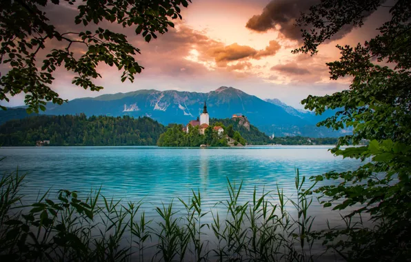 Picture grass, landscape, mountains, branches, nature, lake, Church, island, Slovenia, Lake bled, Bled