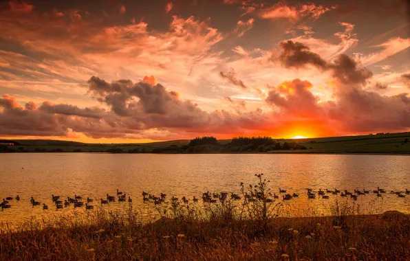 Picture landscape, sunset, lake, duck