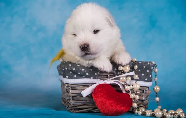 Picture white, heart, dog, baby, muzzle, cute, puppy, beads, basket, bow, photoshoot, blue background, composition, Samoyed