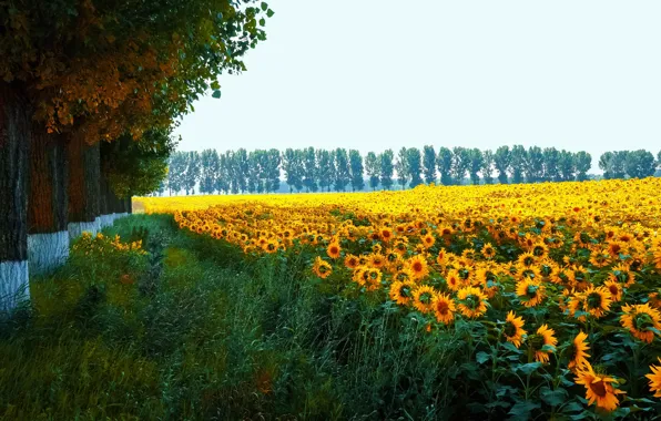 Picture field, summer, the sky, grass, trees, sunflowers, flowers, trunks, foliage, yellow, plantation, field of sunflowers
