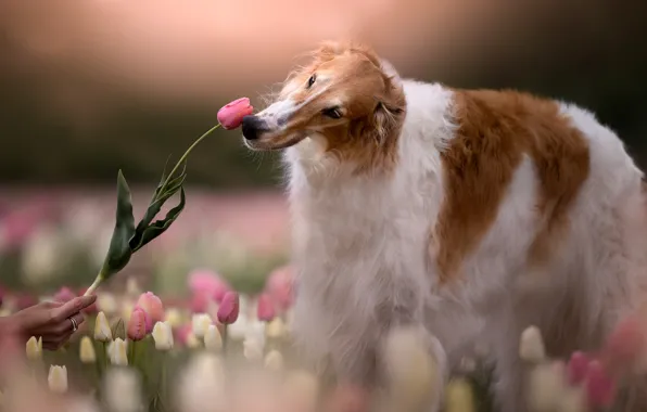 Picture dog, tulips, Greyhound