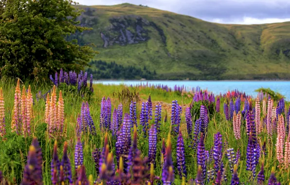 Picture summer, flowers, mountains, lake, tree, hills, shore, glade, New Zealand, pink, pond, lilac, bokeh, Lake …