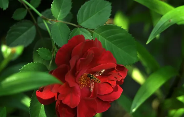 Picture flower, leaves, nature, bee, rose, petals, insect