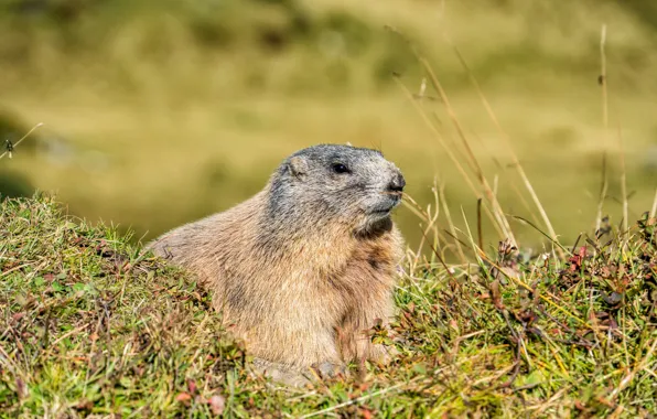 Picture grass, nature, background, marmot