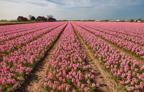Picture flowers, spring, pink, path, a lot, plantation, hyacinths