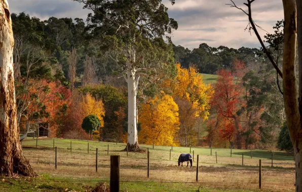 Picture autumn, trees, landscape, nature, horse, foliage, horse, pasture, hill, the fence, columns, autumn, grazing