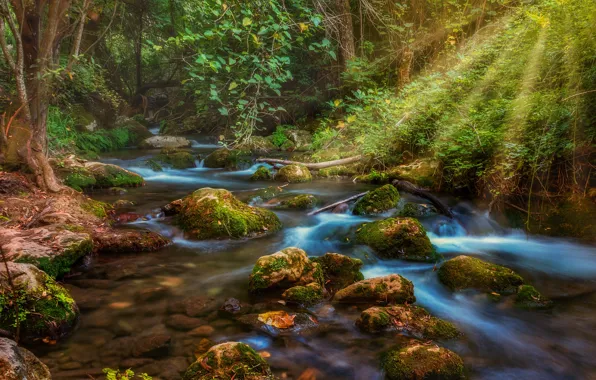 Picture forest, water, rays, stream, stones, moss, light, forest, rays, stream