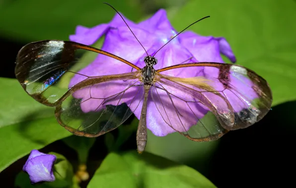 Picture macro, flowers, butterfly, insect, transparent wings