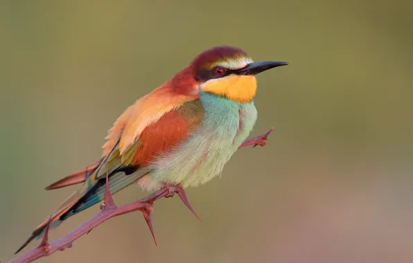 Picture background, bird, branch, spikes, bright, Golden bee-eater, schurka