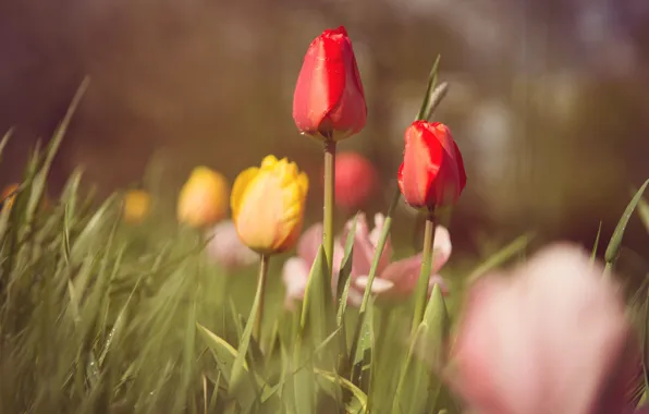 Picture leaves, flowers, spring, yellow, tulips, red, pink, buds, flowerbed, bokeh, blurred background