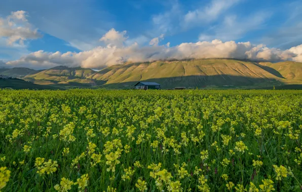 Picture summer, flowers, mountains, blue, spring, house, a lot, plantation, rape, rapeseed field