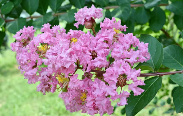 Picture flowers, Indian lilac, Lagerstroemia