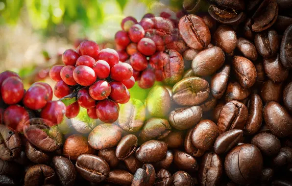 Picture berries, collage, coffee, branch, fruit, red, coffee beans, bokeh, growing, in nature
