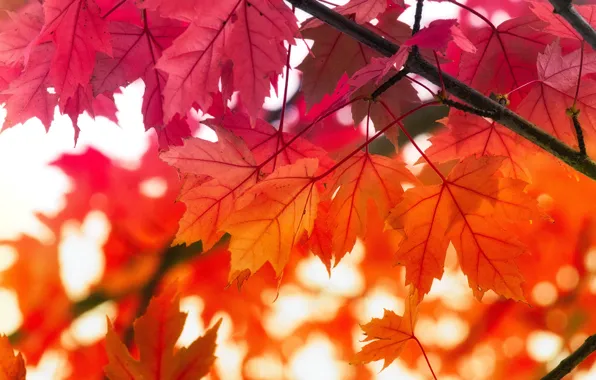 Picture autumn, leaves, branches, red, maple, maple, autumn leaves