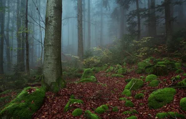 Picture forest, trees, nature, fog, stones, moss