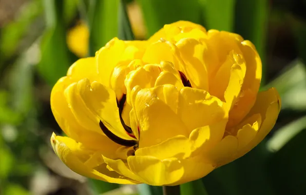 Picture flower, macro, yellow, Tulip, Terry