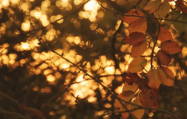 Picture autumn, light, branches, glare, foliage, yellow, bokeh, autumn leaves