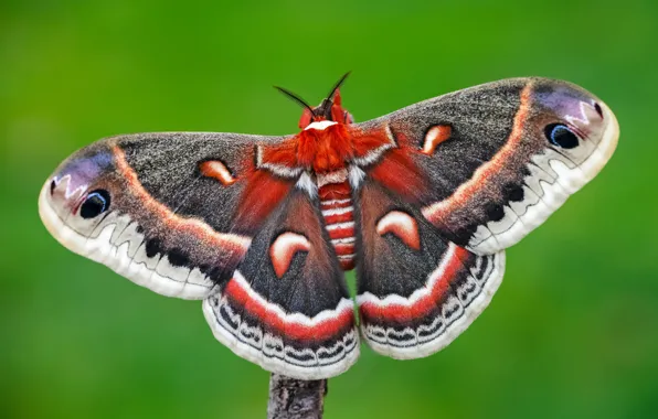Picture macro, green, background, pattern, butterfly, insect, wings, colorful, bright, hairy, Emperor moth, grey and red
