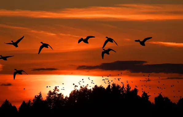 Picture Sunset, The sky, Trees, Flight, Birds, Clouds, Canada, Birds, Silhouettes, Sunset